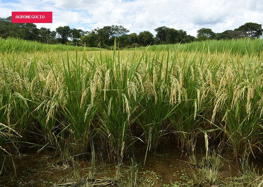 Embrapa identifica plantas resistentes à praga que pode comprometer até 100% da produção