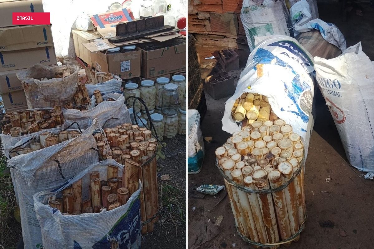 Homem é preso com mais de 400 hastes de palmito-juçara e multado em R$ 275 mil no litoral de SP