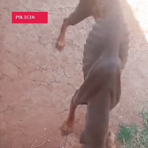 Cachorro é encontrado com sinais de maus-tratos em terreno na Mata do Jacinto