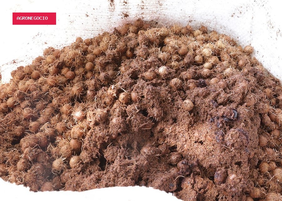 Você viu? Caroço de açaí vira nanofertilizante e eleva crescimento do sorgo em 164%