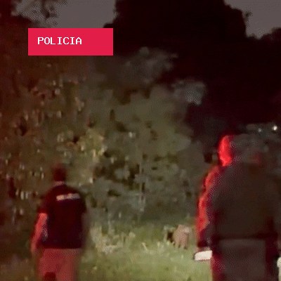 Mesmo ferida, capivara com flecha cravada escapa de captura e resgate é adiado
