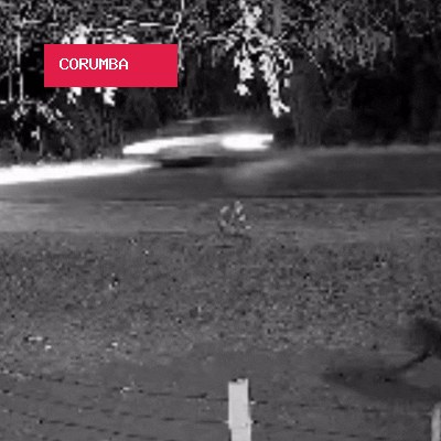 Onça tenta atacar outro cão em Corumbá, mas se assusta com barulho