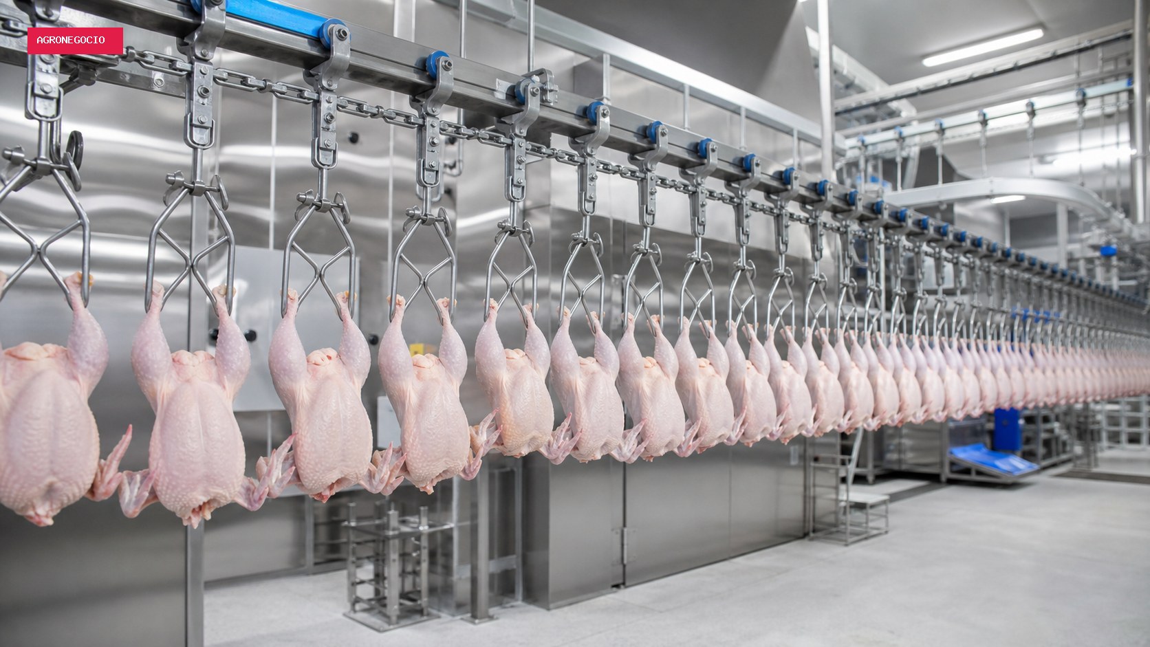 Brasil bate recorde nas exportações de carne de frango em agosto