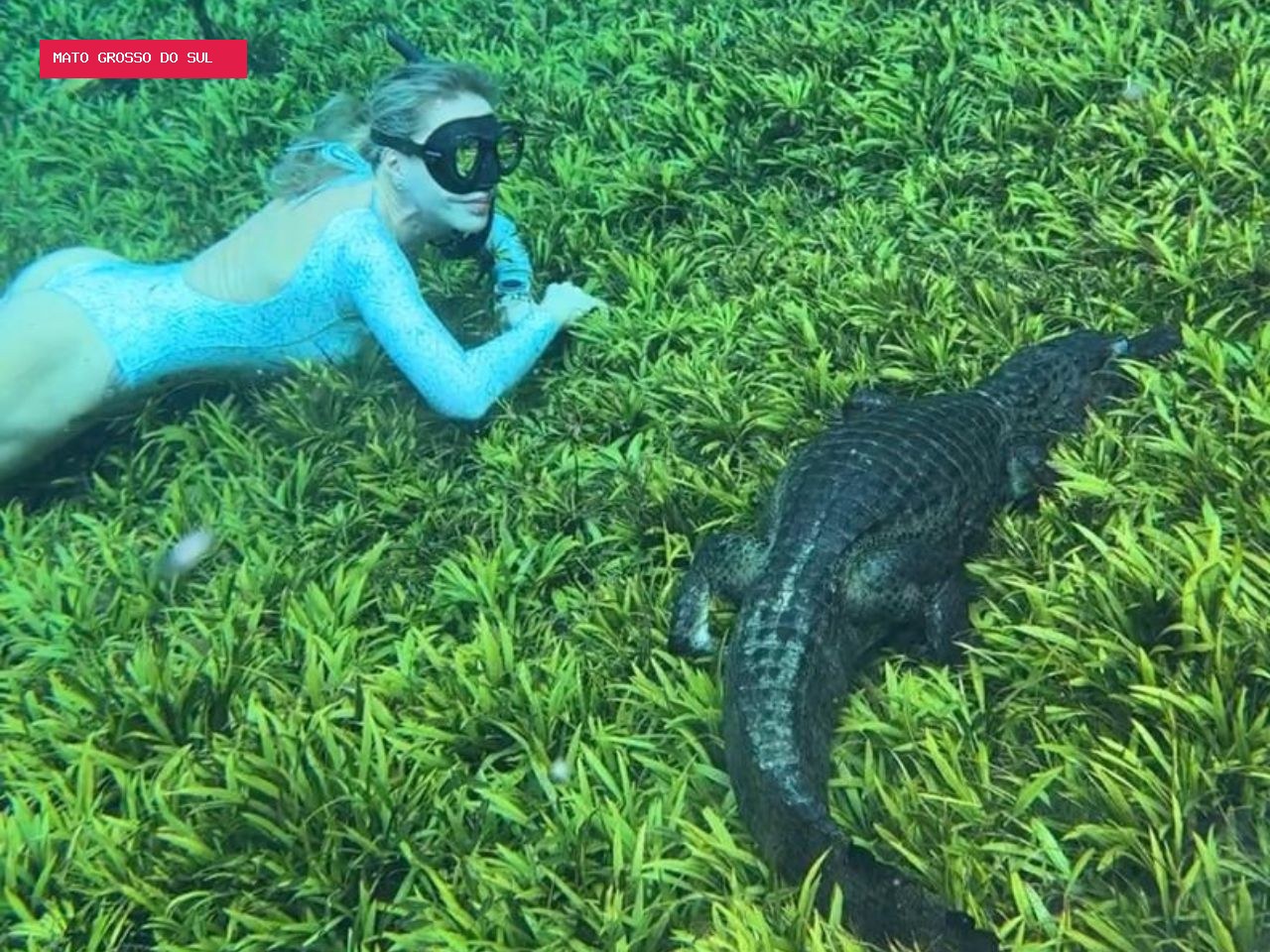 Recordista mundial que desafia os limites da respiração encara jacaré e desbrava profundezas de Bonito