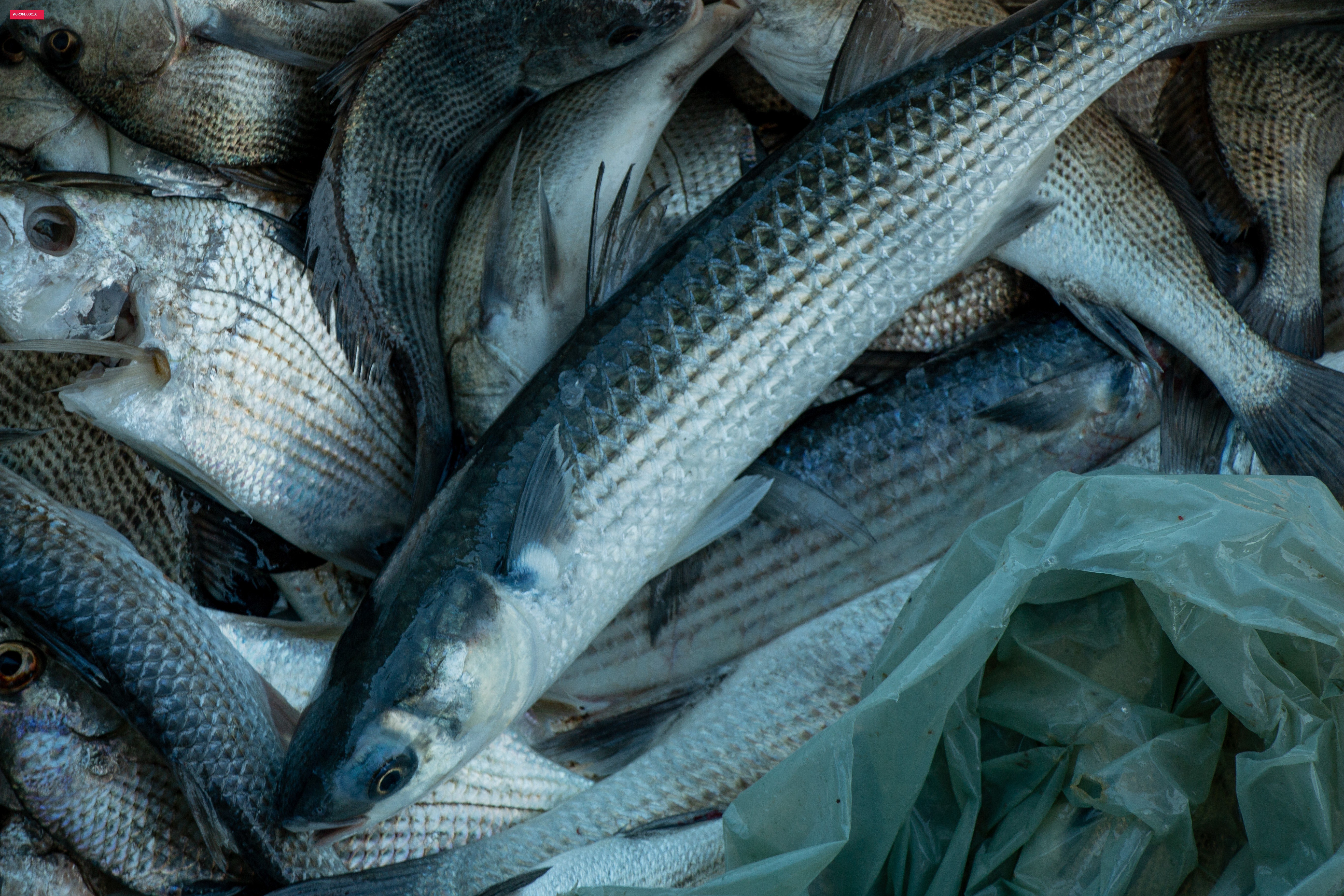 Peixes têm 'impressão digital' que revela de onde vieram, mostra estudo