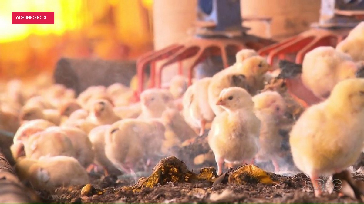 Depois do foie gras, quais práticas de criação e abate de animais podem ser proibidas?