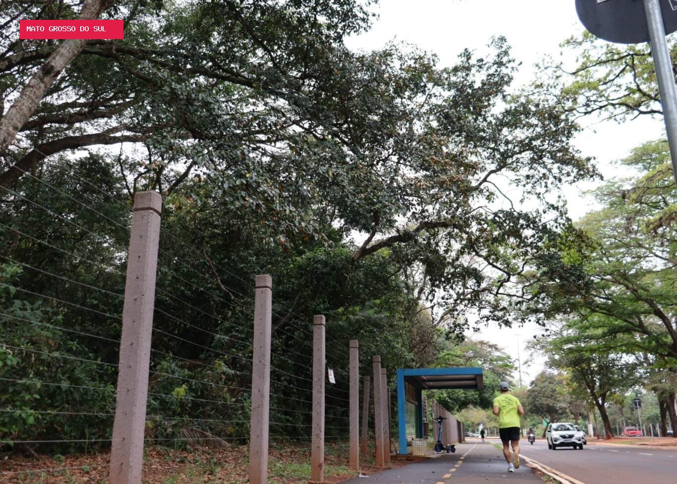 Imasul vai vistoriar árvores vizinhas a ponto de ônibus, pistas e ciclovia