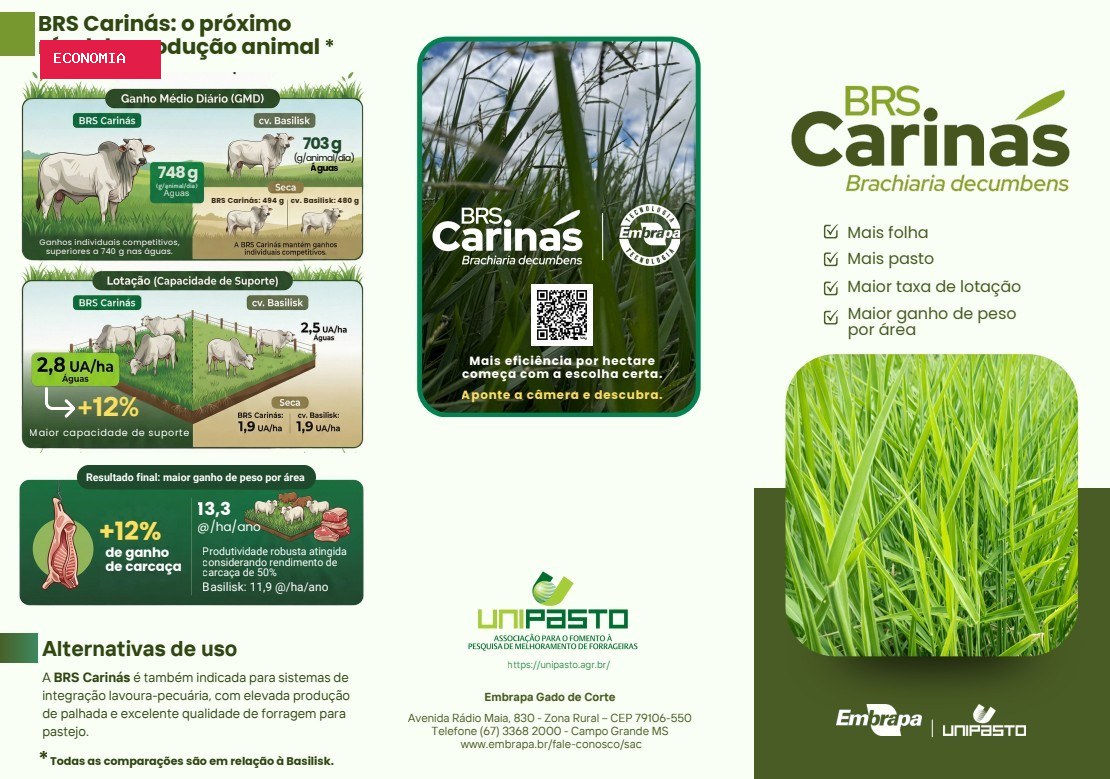 Embrapa lança nova cultivar de braquiária com potencial de aumentar ganho de peso bovino por hectare