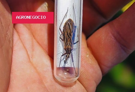 Desmatamento aumenta risco de leishmaniose e doença de Chagas na Amazônia, aponta estudo