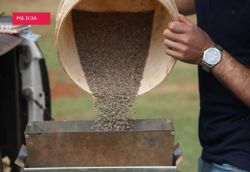 Soja começa a ser plantada dia 16 com produtividade de até 52 sacas