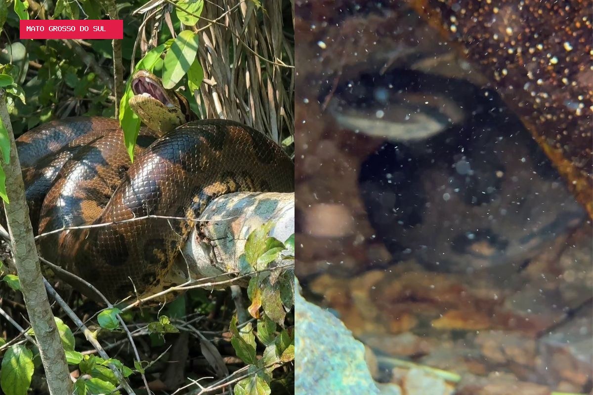 Vídeo mostra sucuri gigante enrolada em galho e abrindo a boca durante passeio em rio de Bonito