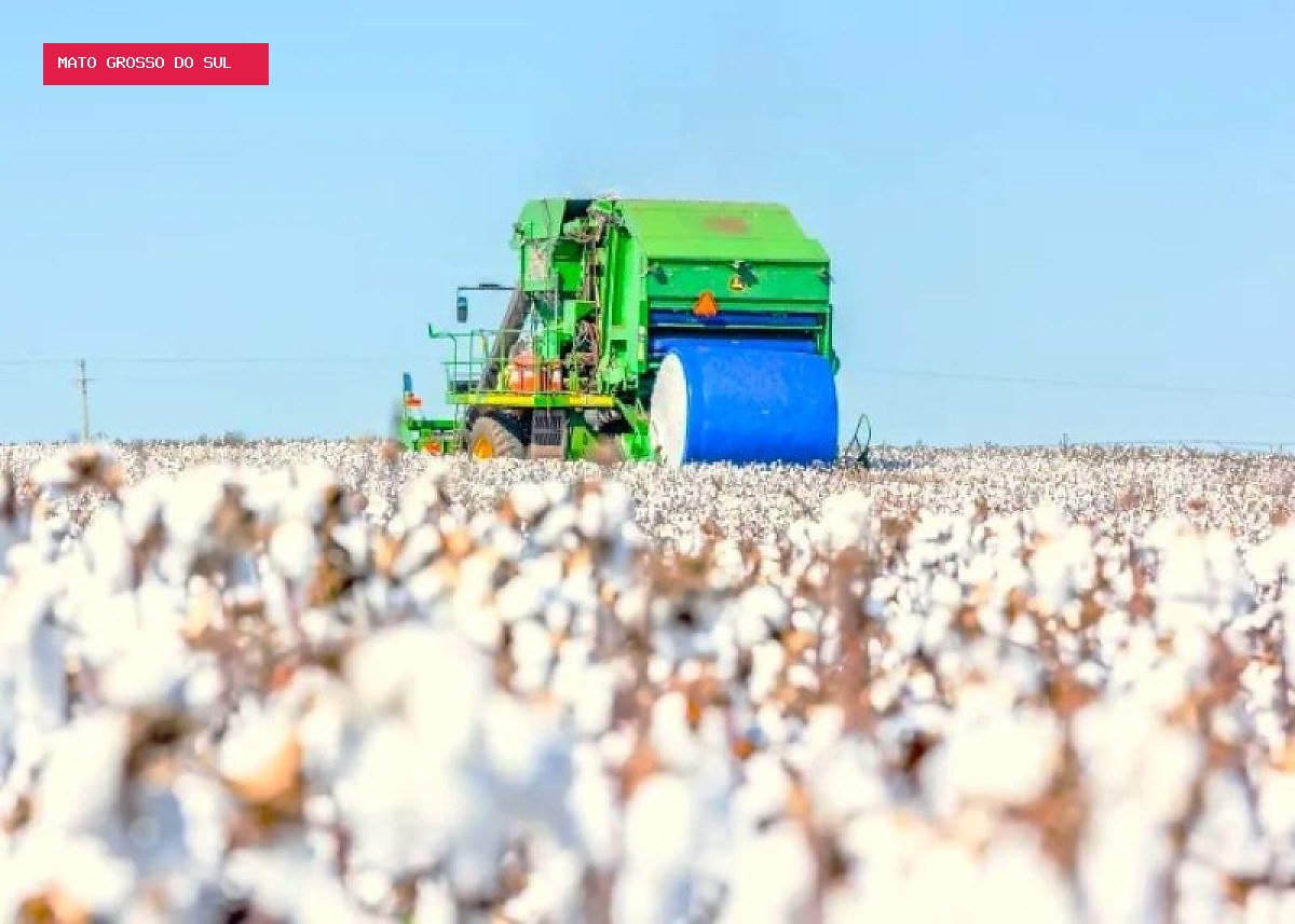 Algodão acumula alta em setembro com oferta restrita no mercado interno
