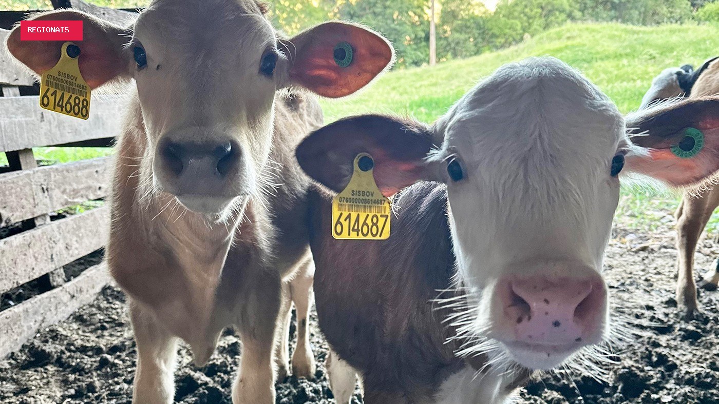 O bem-estar animal começa pelo cocho