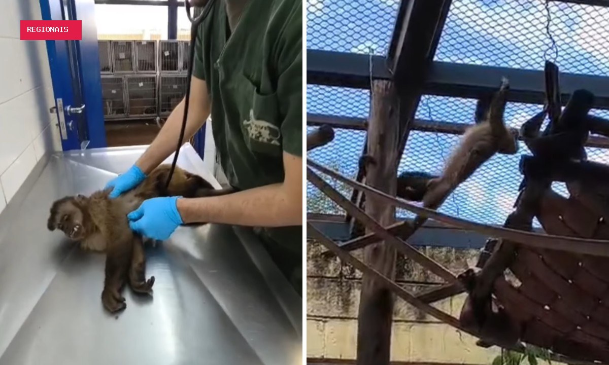 Macaco-prego que circulava por bairros do Centro e da Zona Oeste de SP é resgatado