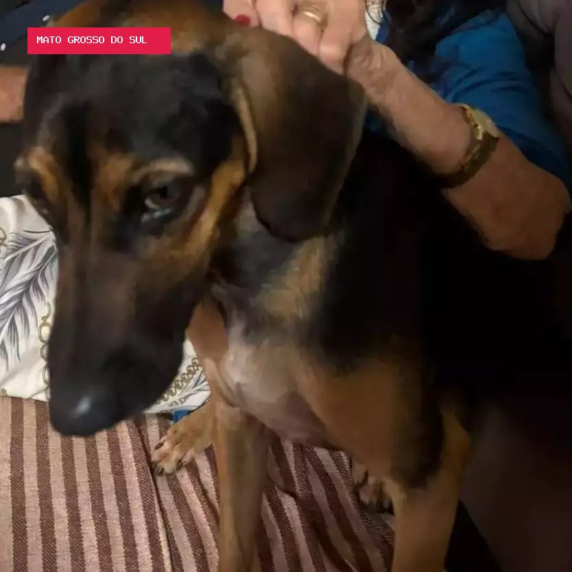 Família procura Brat, cão que escapou pelo portão e sumiu