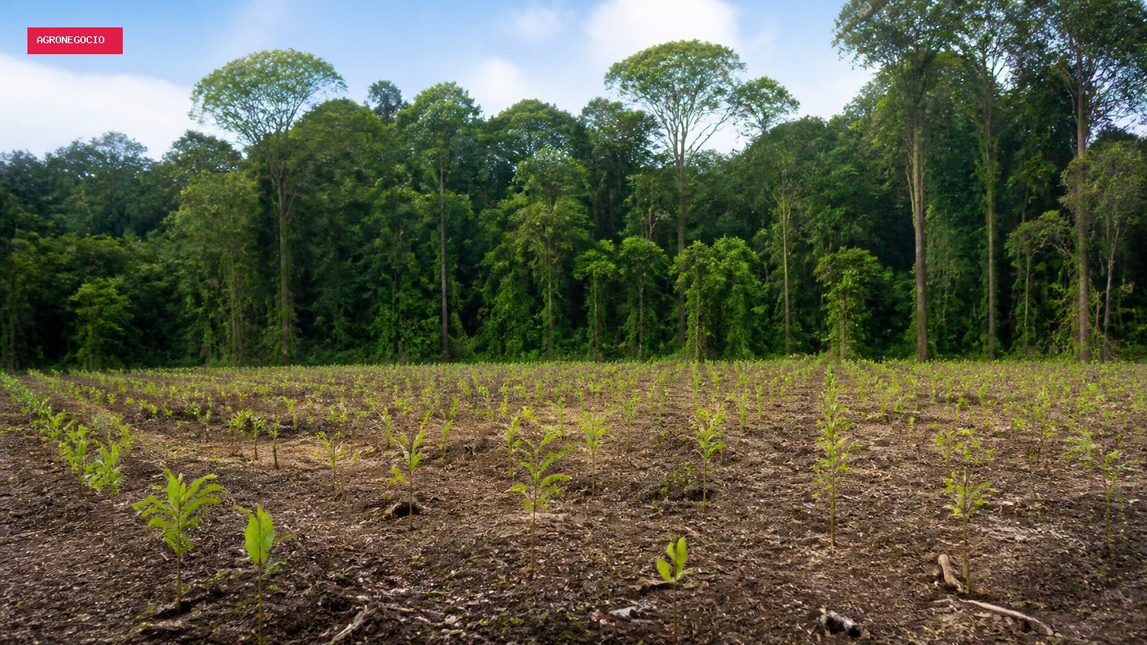 BNDES aprova R$ 200 milhões para restaurar 7,2 mil hectares na Amazônia