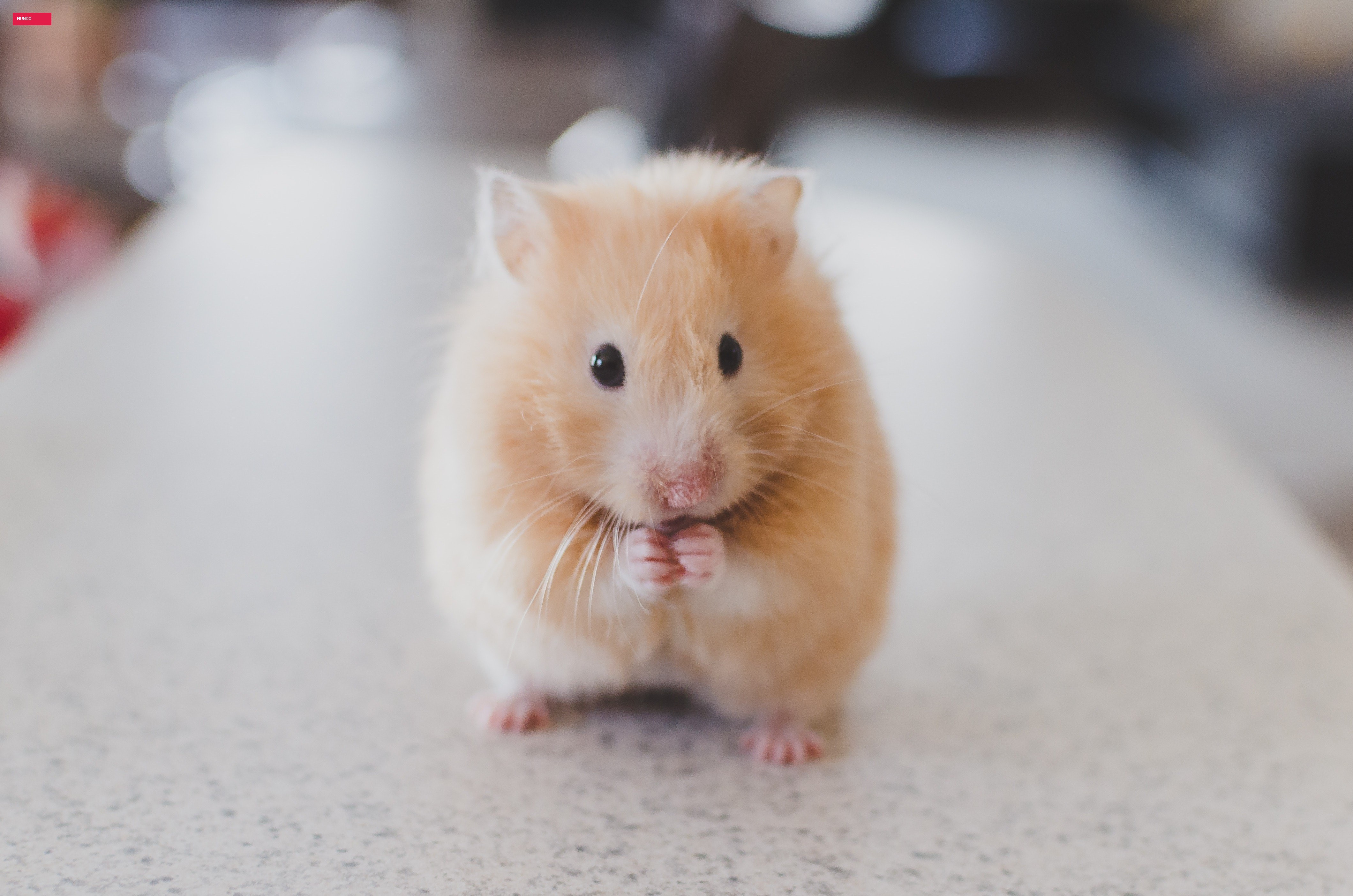 'Serial killer de hamsters' é preso no Japão acusado de matar 30 roedores dentro de hotel