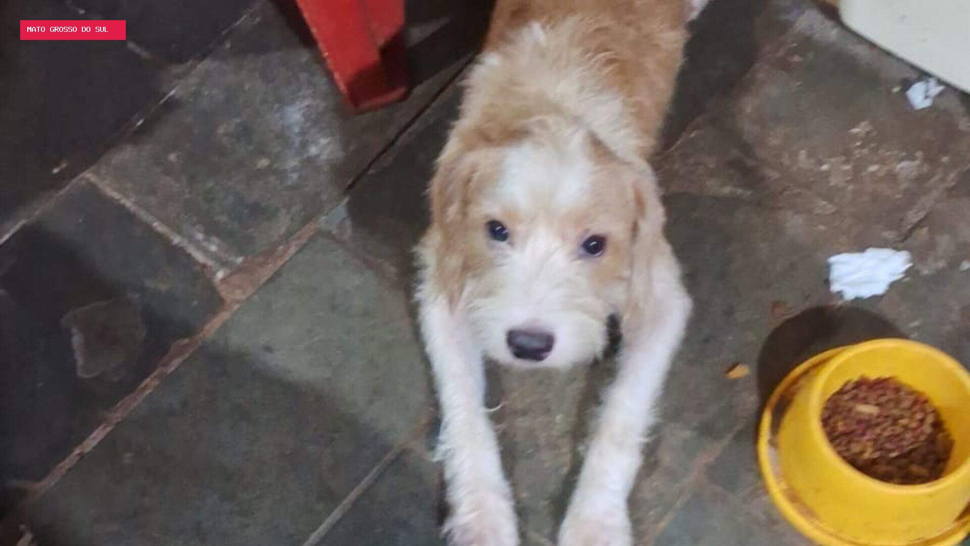 Cachorro 'fiapo de manga' desaparece após fugir na região da UCDB