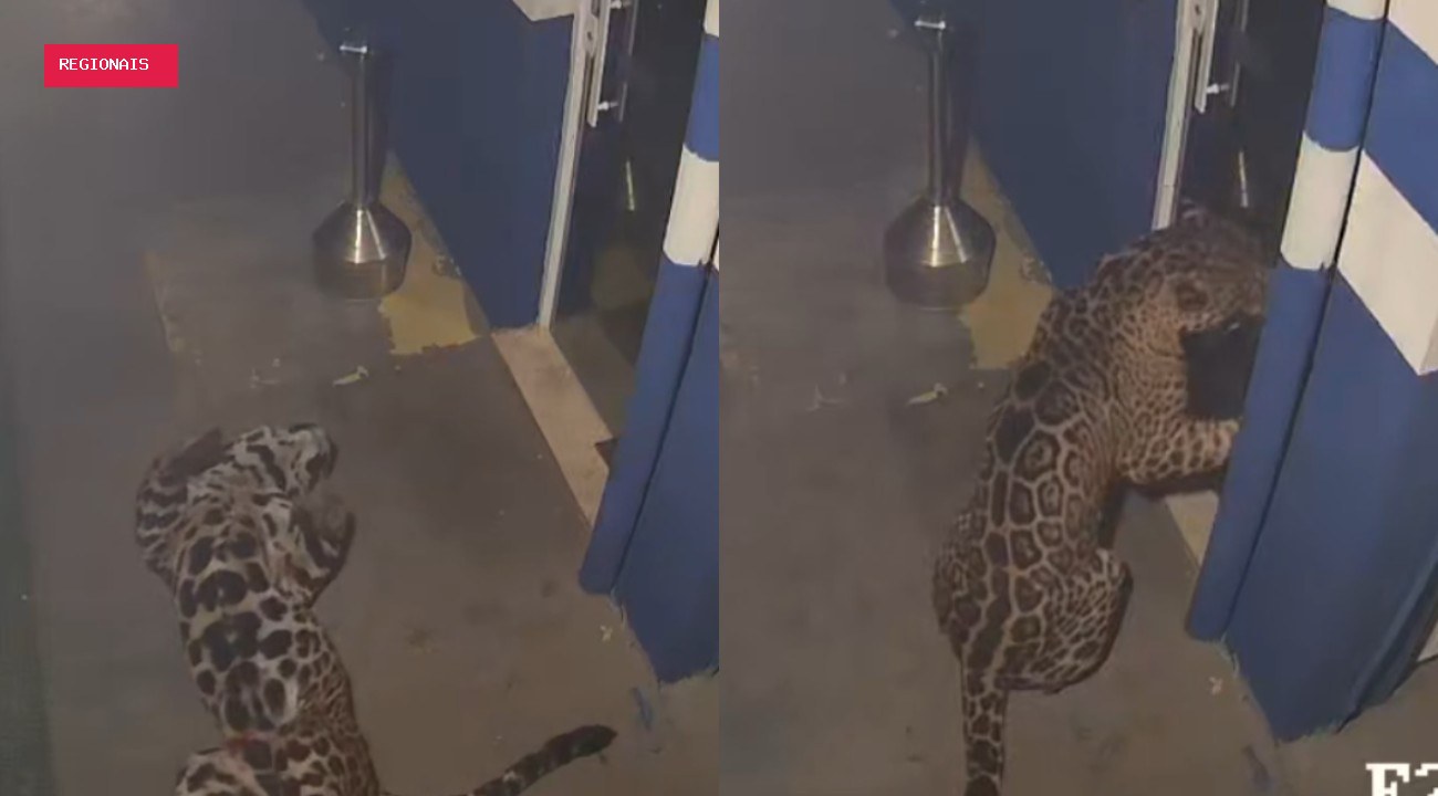 Onça-pintada que invadiu empresa do Paraná viaja a refúgio e pode ganhar 'namorada'