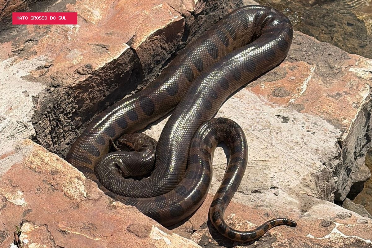 Sucuri surge entre banhistas e ganha ‘área VIP’ para tomar sol águas cristalinas de Mato Grosso do Sul