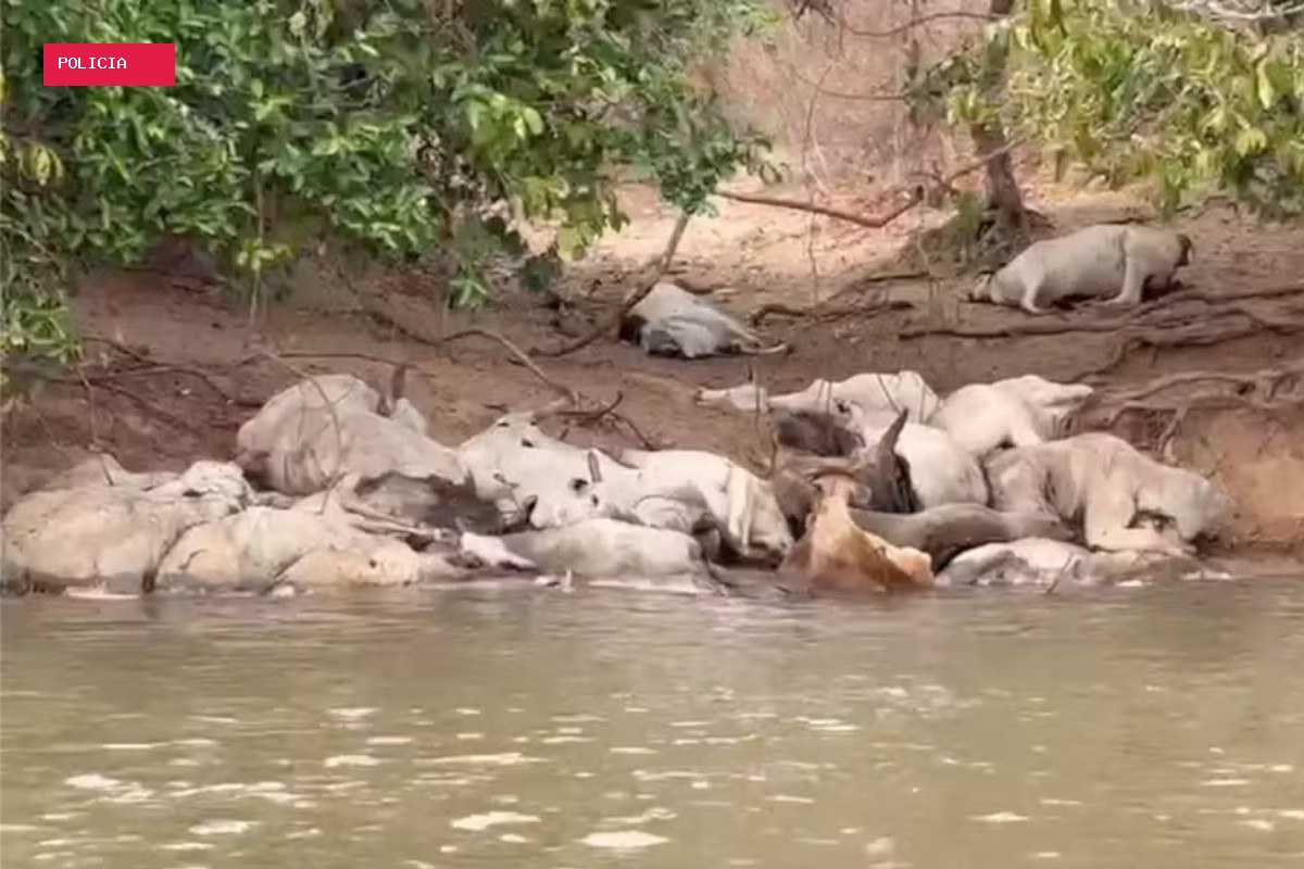 Gado debilitado volta a aparecer às margens do Rio Taquari em MS; PMA apura maus-tratos
