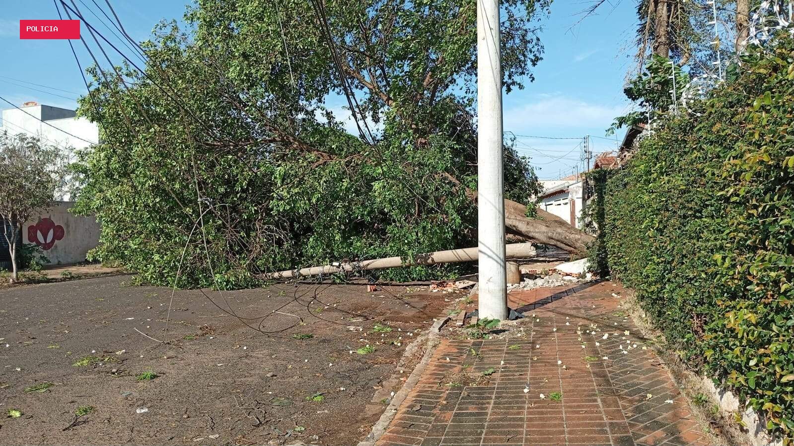 Bombeiros recebem 155 chamados por quedas de árvores