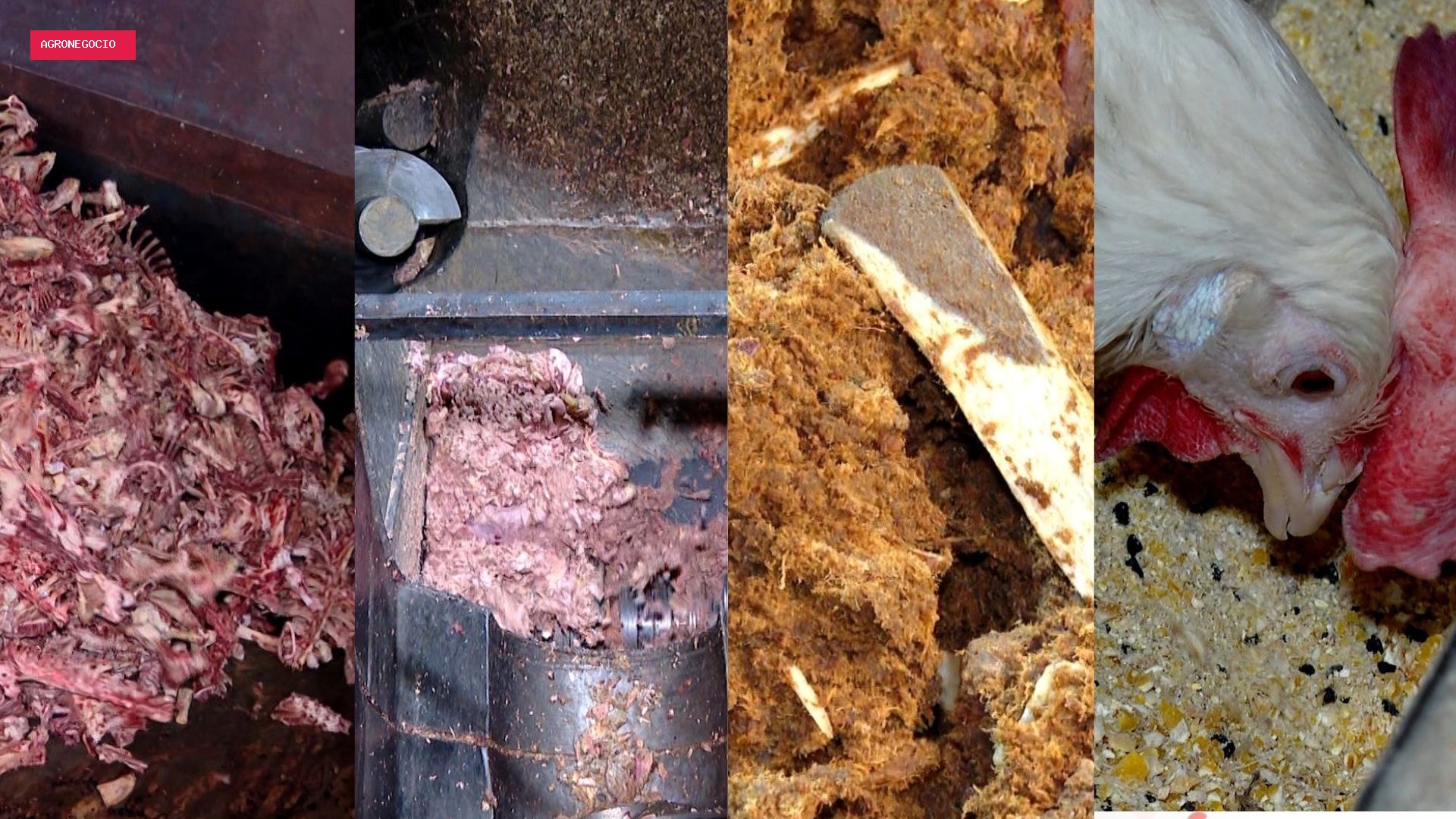 Restos de carne, gordura e até ossos que iriam para o lixo viram ração para outros animais no ES