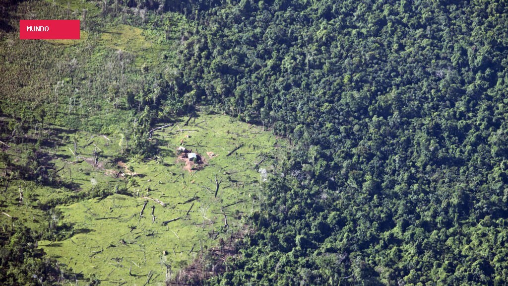 Reino Unido anuncia aporte de US$ 540 milhões ao Fundo Florestas Tropicais para Sempre (TFFF)