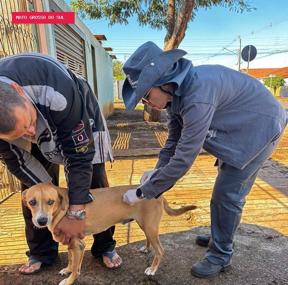 Praça do Coophasul terá vacinação gratuita de cães e gatos neste domingo
