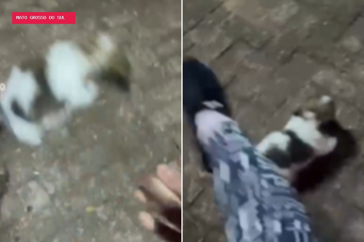 Shih-tzu agredida por influenciadora tem apenas 40 dias e caso gera onda de denúncias
