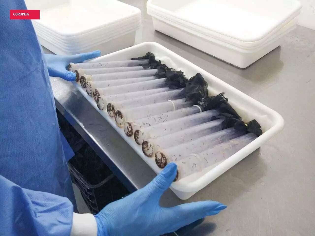 Wolbachia avança em Corumbá após reduzir casos de dengue na Capital