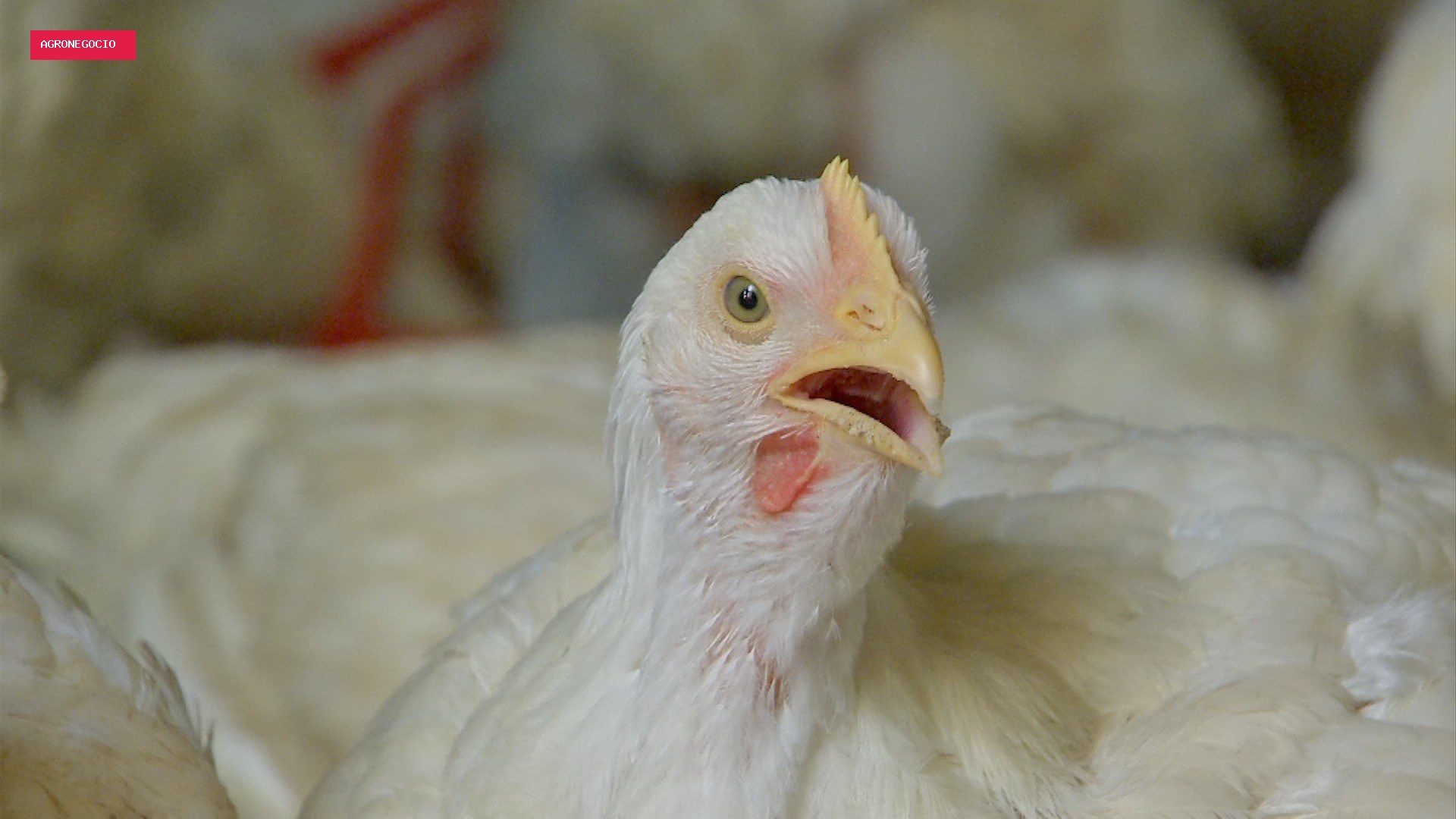 China, grande compradora de frango brasileiro, agora avança nas exportações e pode virar concorrente do