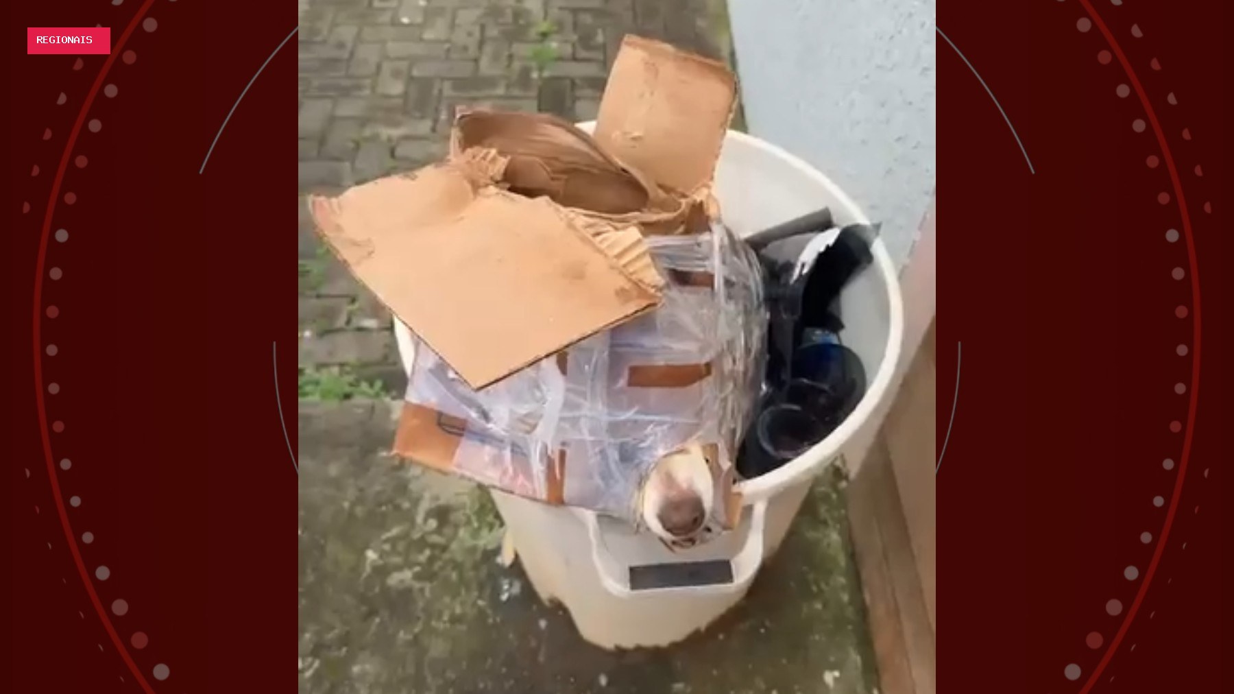 Cachorro é jogado no lixo preso dentro de caixa de papelão, no Paraná