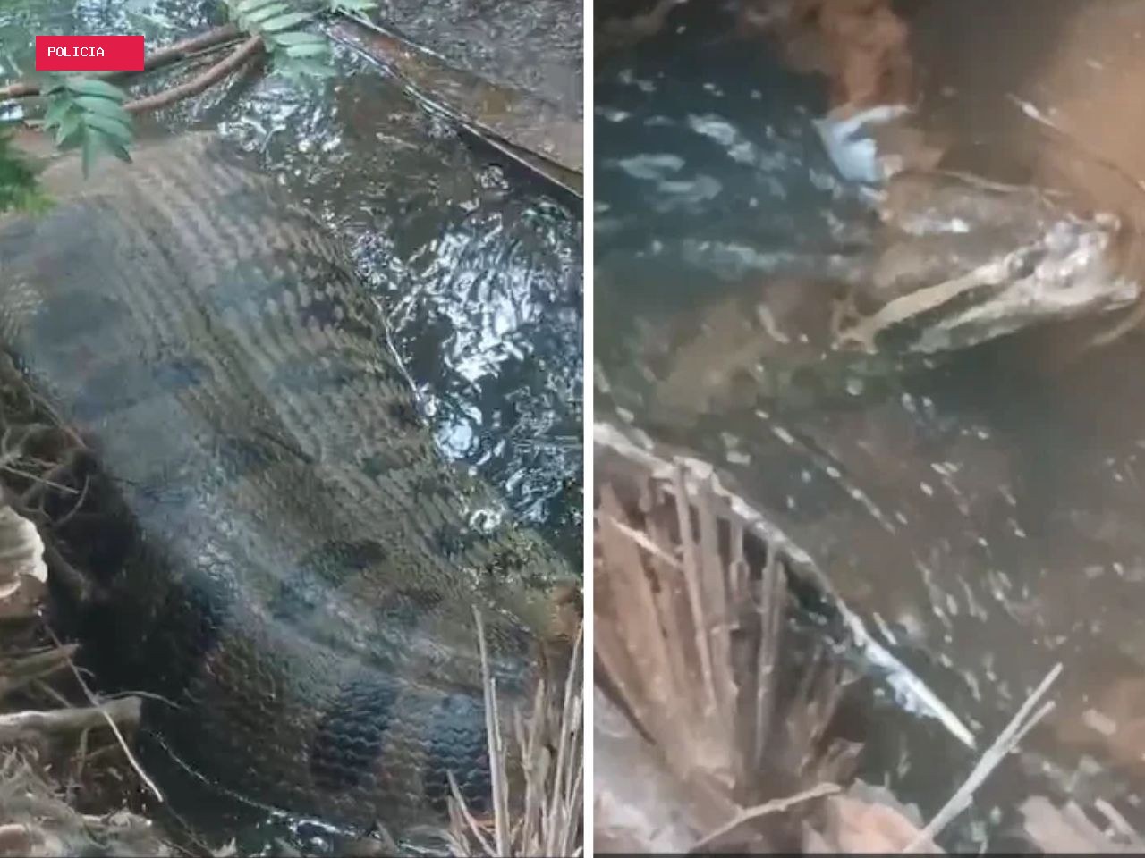 Sucuri de cinco metros é flagrada com a barriga cheia em córrego e surpreende família em MS