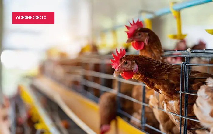 Uruguai decreta emergência sanitária após foco de gripe aviária em aves