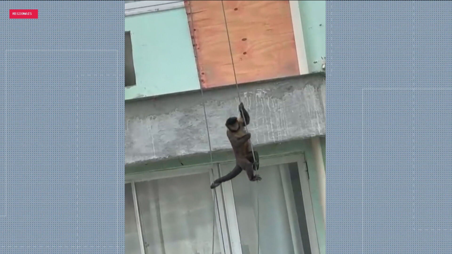 'Missão Impossível': macaco é flagrado descendo de rapel em condomínio na Taquara; VÍDEO