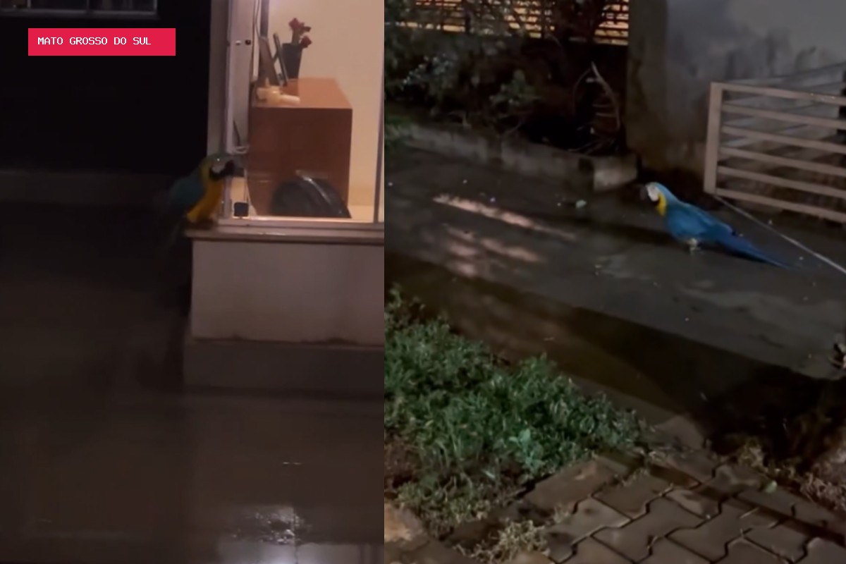 Arara debilitada se abriga em garagem durante temporal e ganha 'escolta' de cantor até coqueiro em MS; VÍDEO