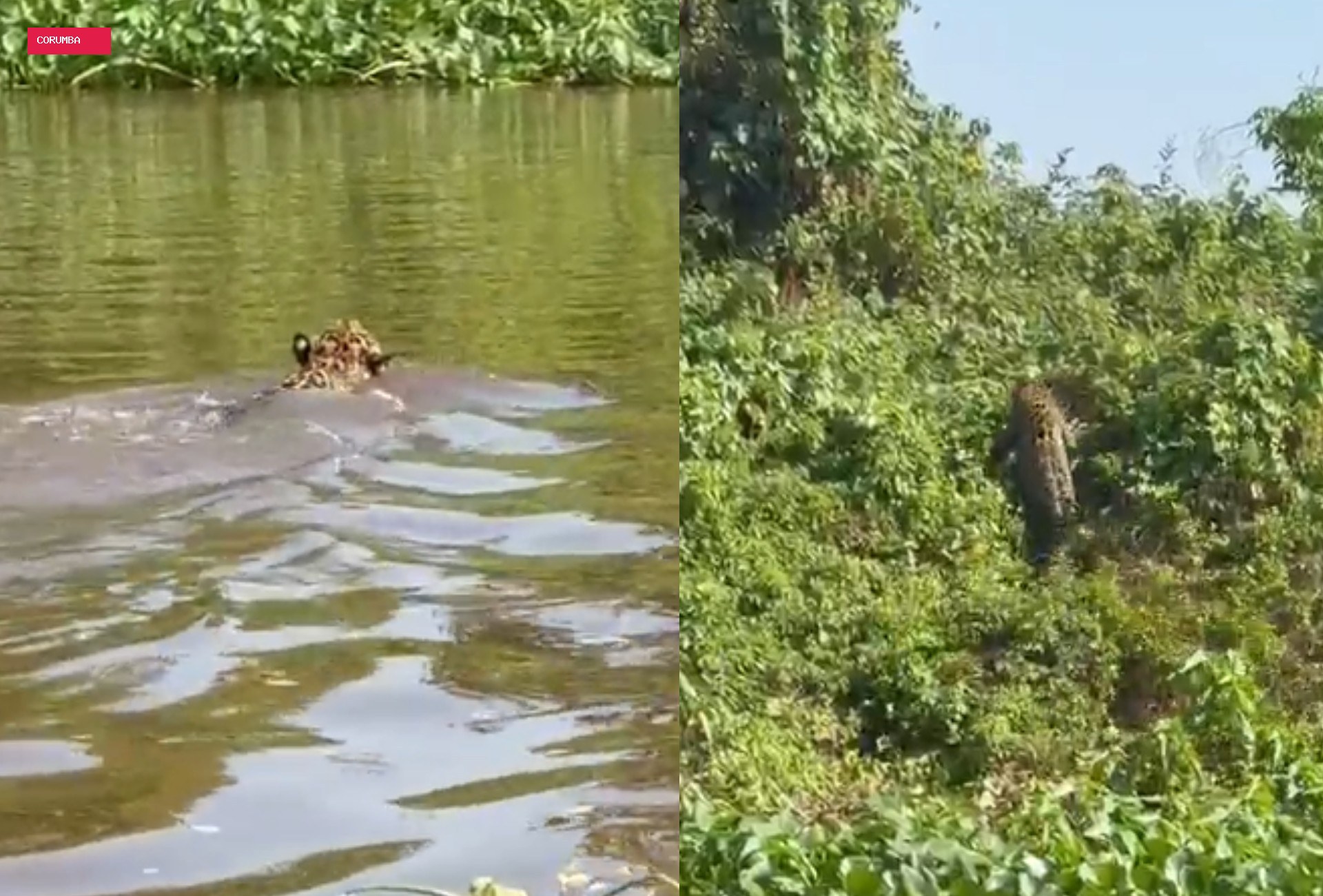 Empresário fica ao lado de onça durante nado no rio Paraguai em pescaria no Pantanal