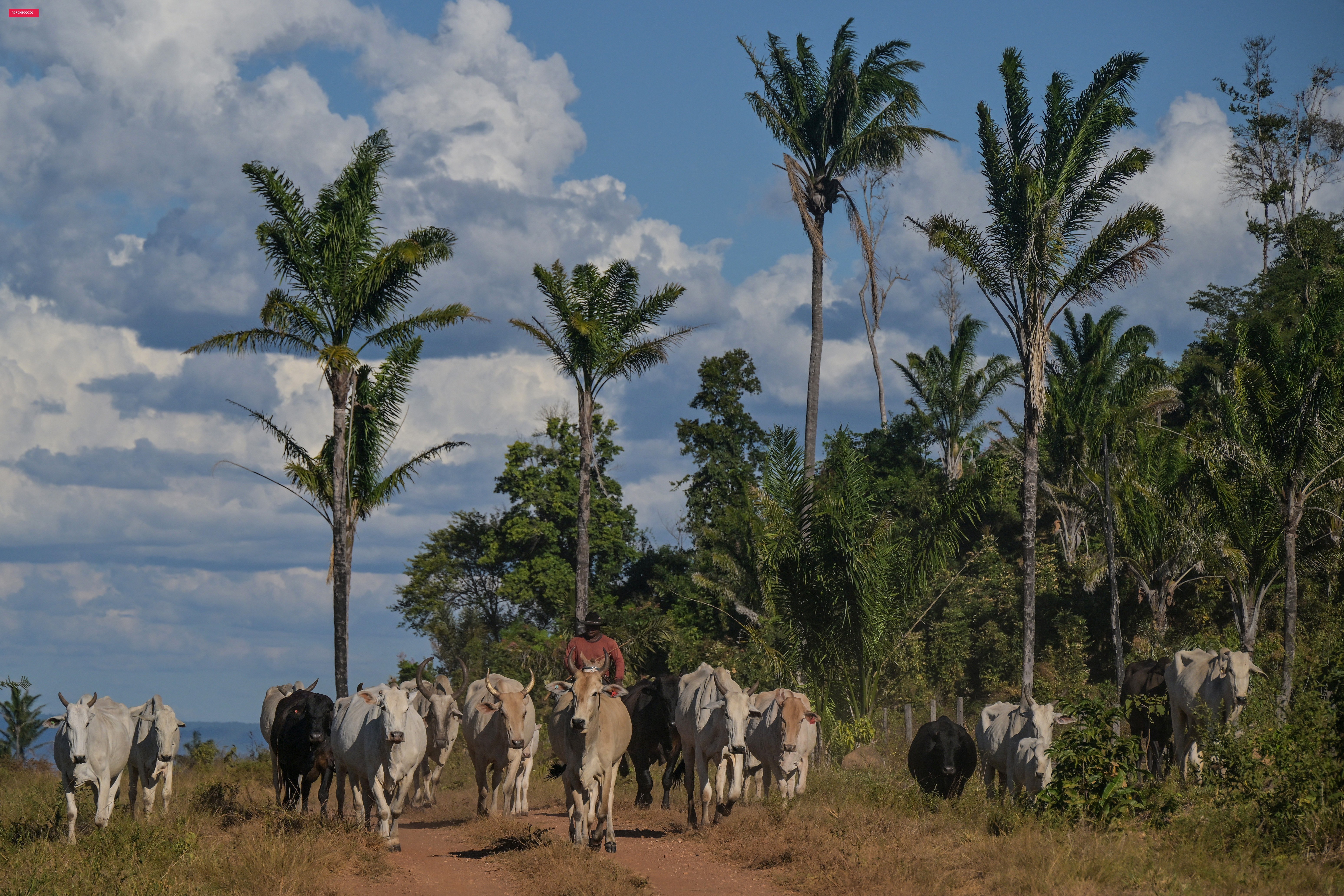 Brasil tem mais de 1 boi e quase 8 galinhas por brasileiro