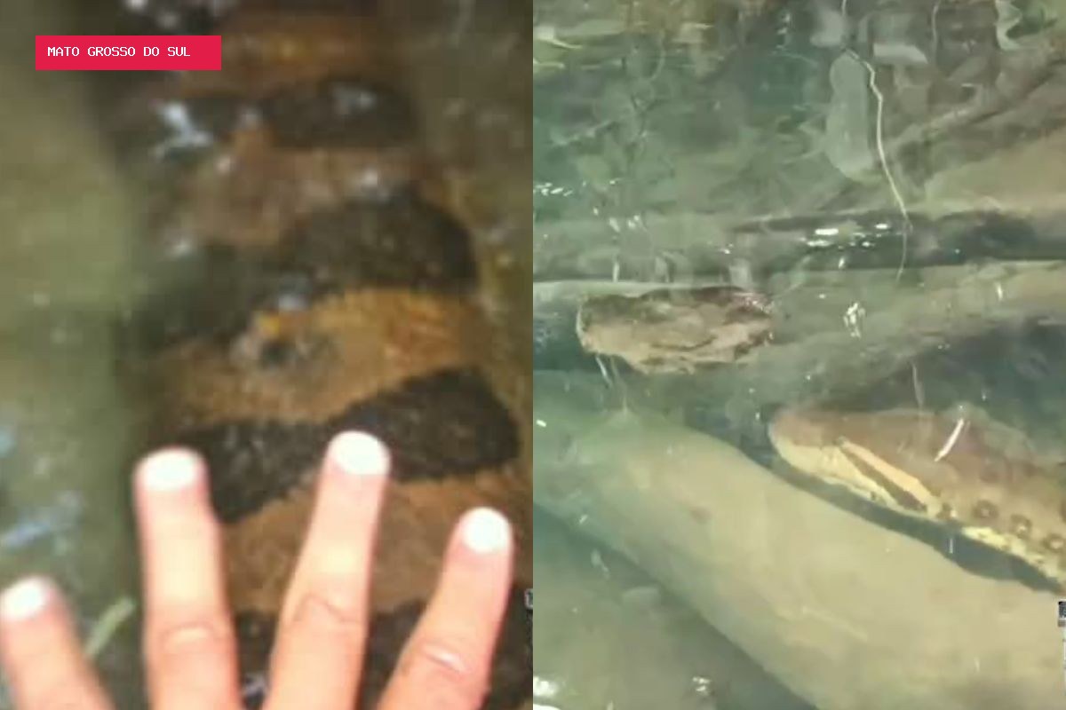 Caçador de sucuris fica cara a cara com serpente gigante em rio de Bonito; VÍDEO