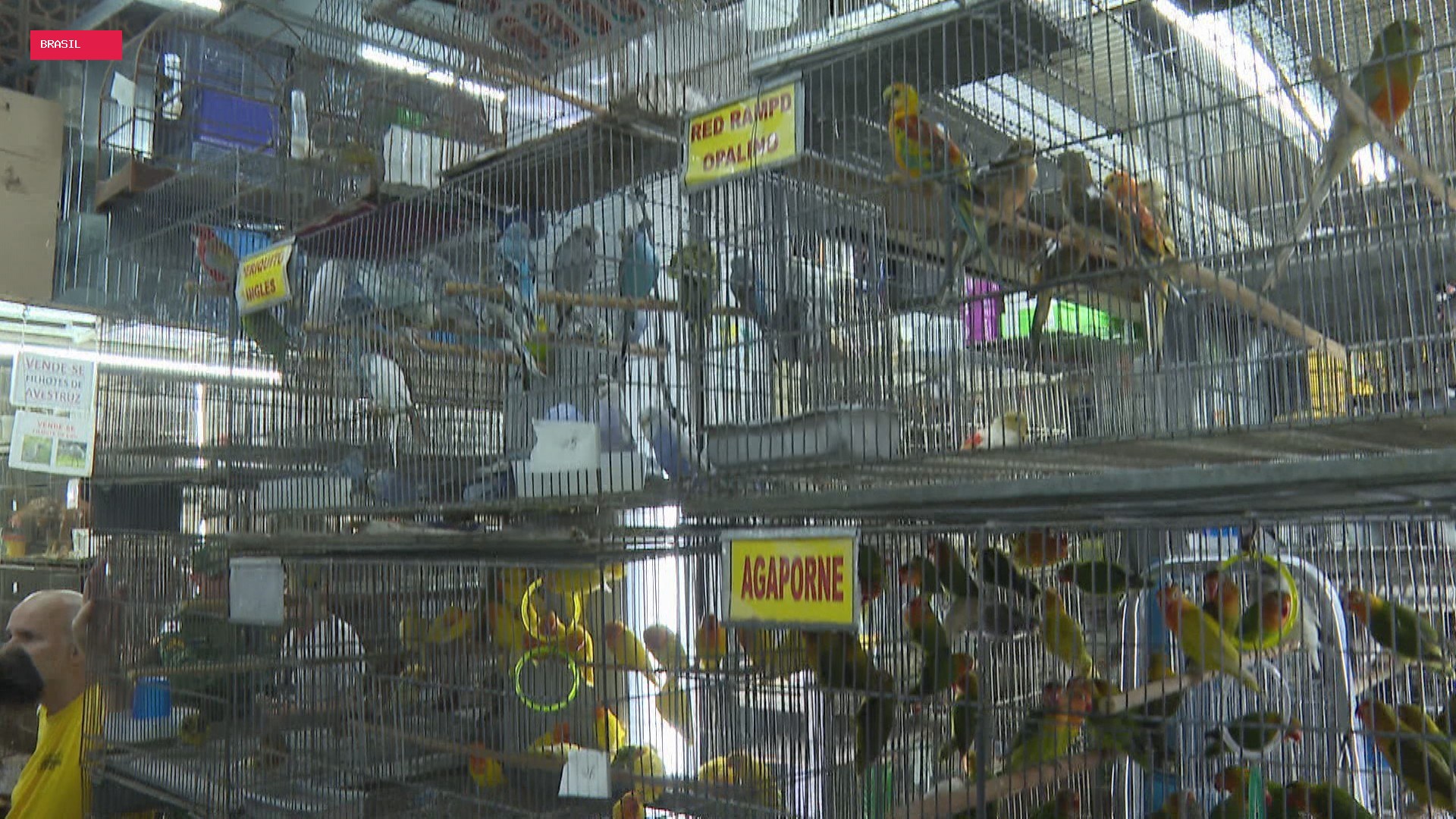 Lei que proíbe venda de animais em espaços como o Mercado Central é sancionada em BH