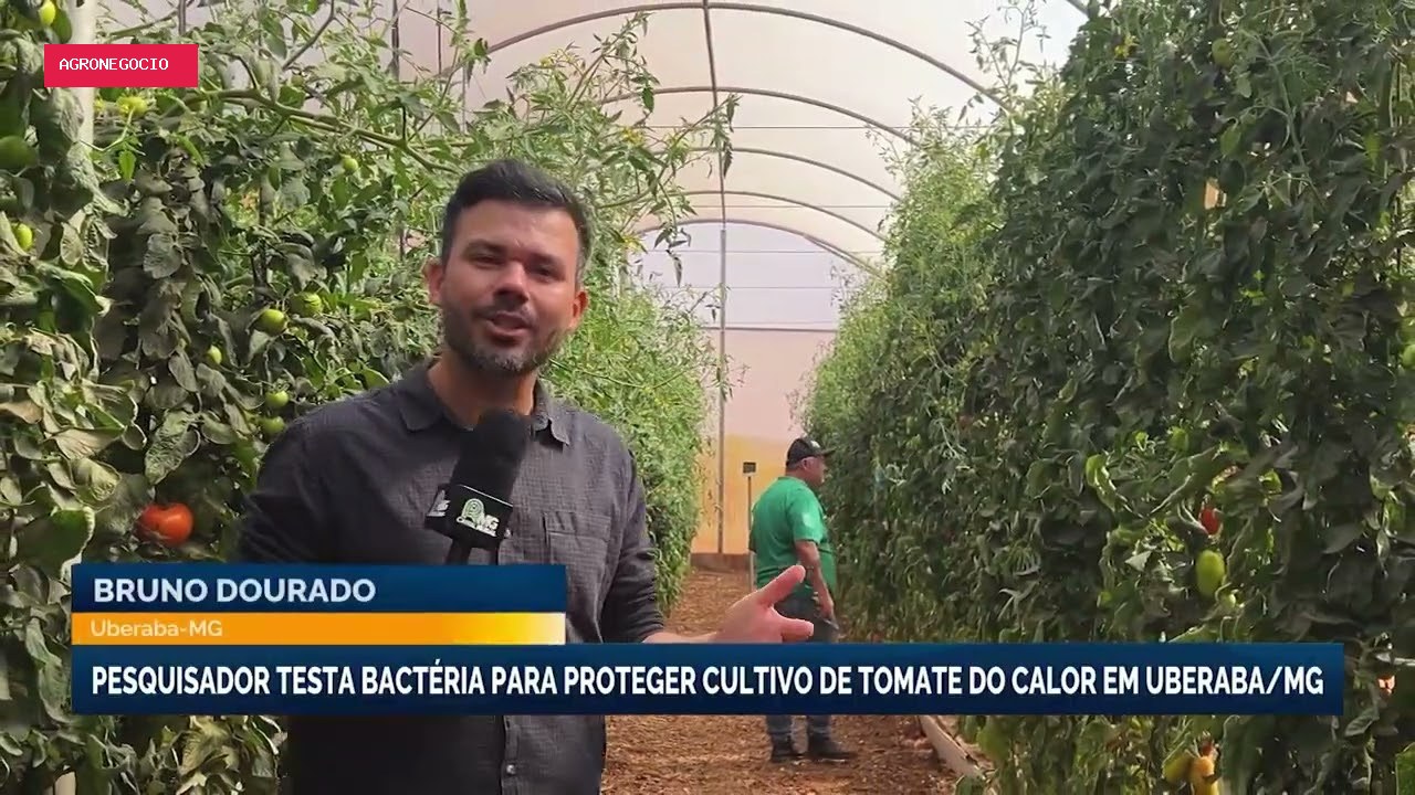 Pesquisador testa bactéria para proteger cultivo de tomate em Minas Gerais