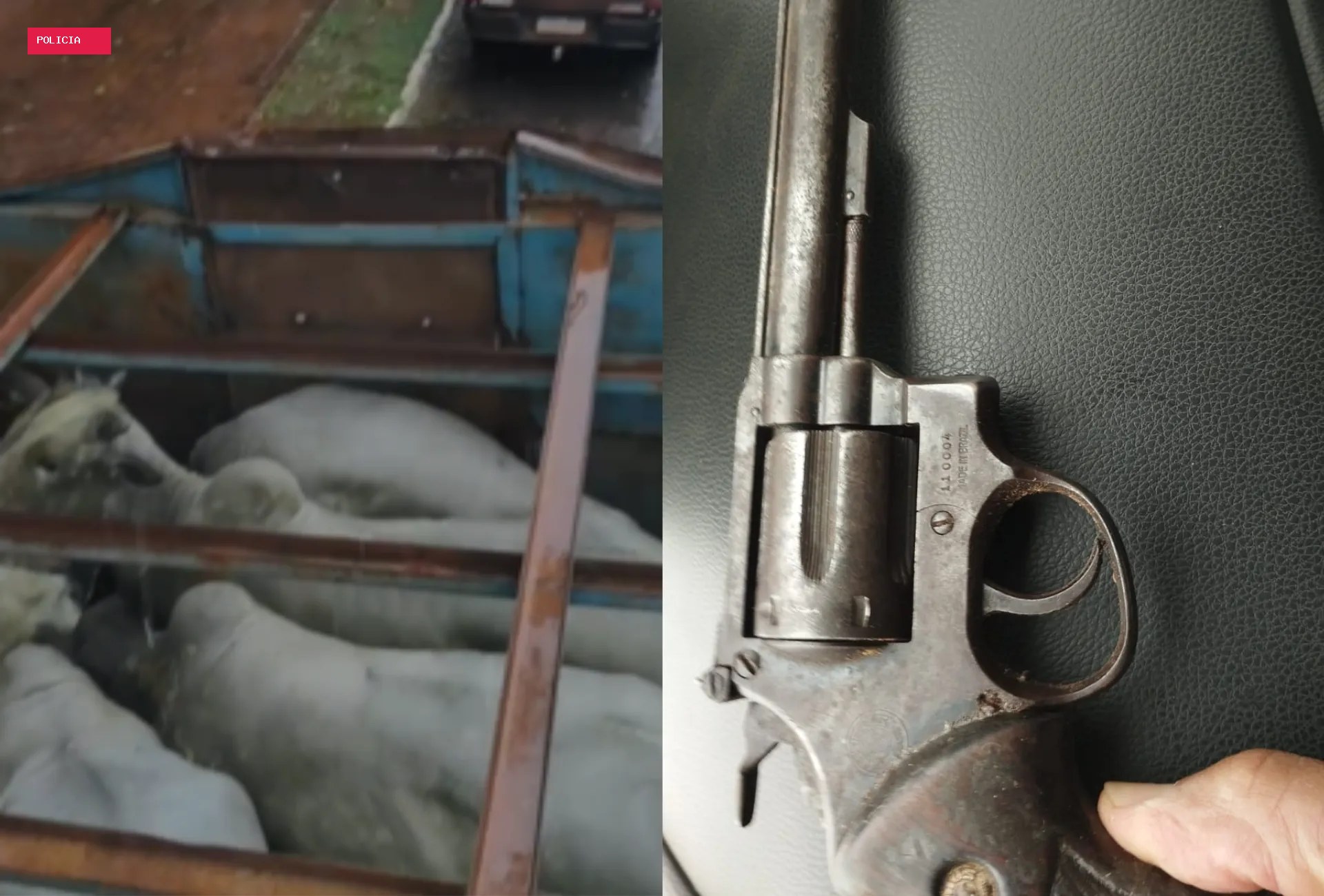 PM prende quatro suspeitos e recupera 20 bois furtados em Aquidauana