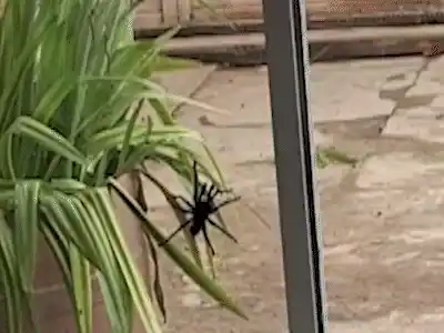 Chamou os bombeiros? Pode ser cobra, quati, aranha ou até onça