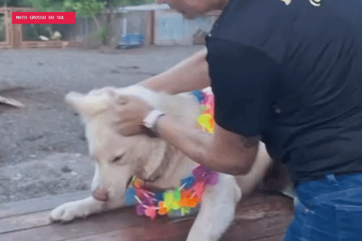 Dona de hotel investigada por agressão a cão aparece em outro vídeo puxando animal pelas orelhas