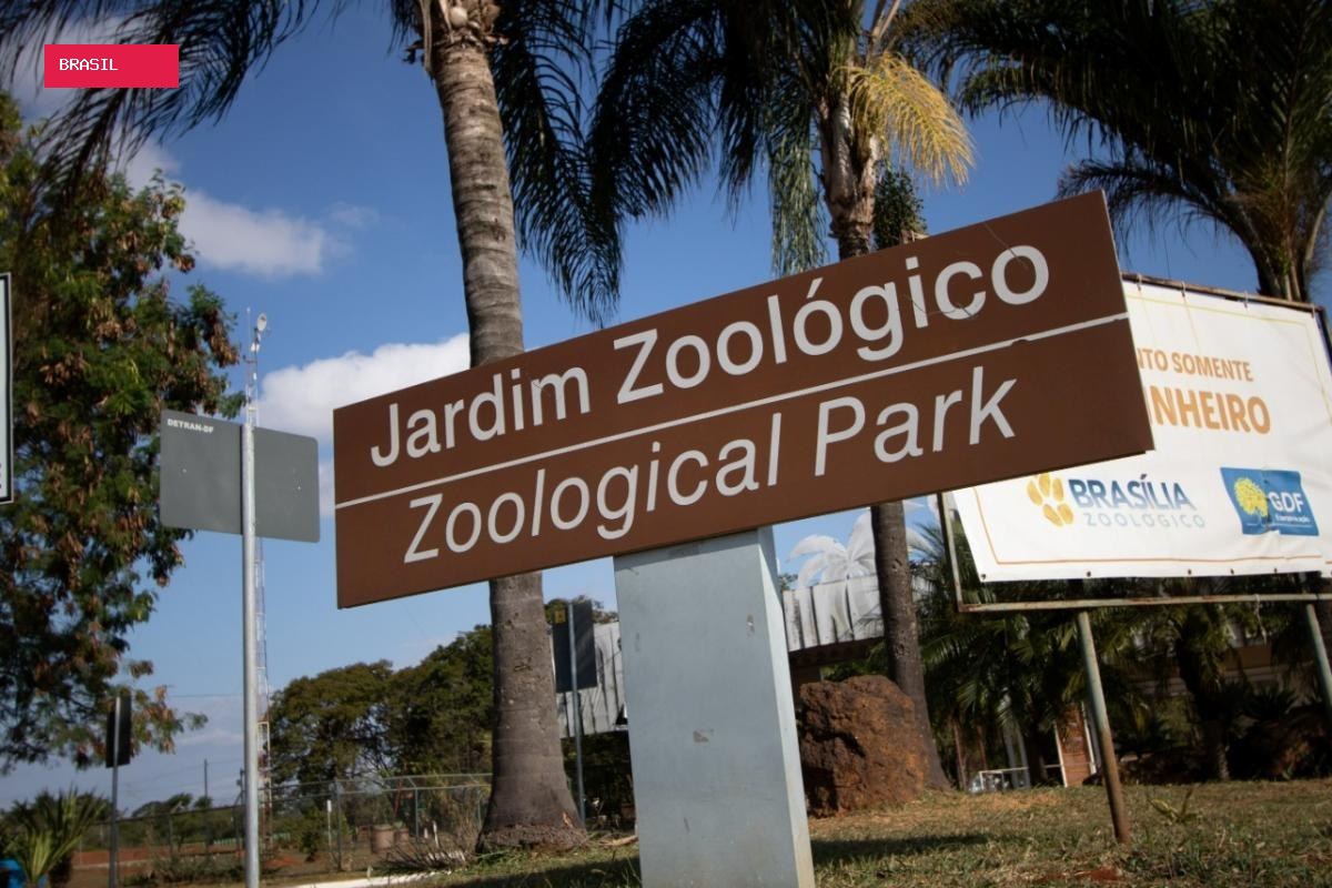 Criança picada por escorpião no Zoológico de Brasília tem alta hospitalar