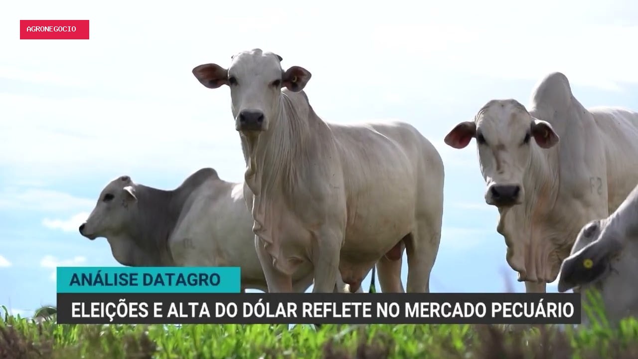 Eleições e alta do dólar impactam mercado do boi gordo, diz Datagro