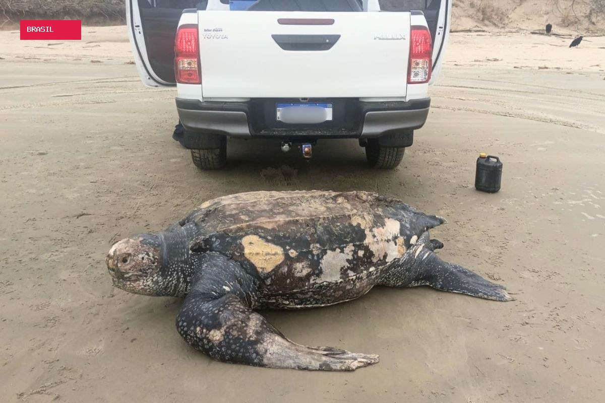 Maior espécie de tartaruga marinha é encontrada morta em praia do litoral de SP