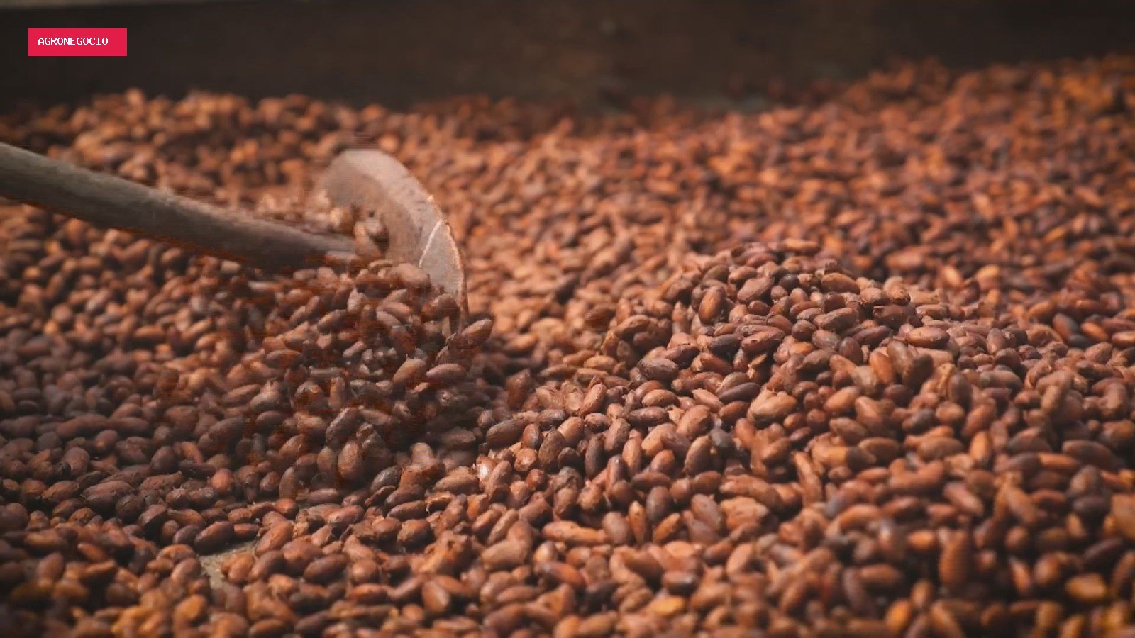 Cacau abre mercados para o Brasil, mas chocolate pode voltar a ser artigo de luxo devido à crise climática