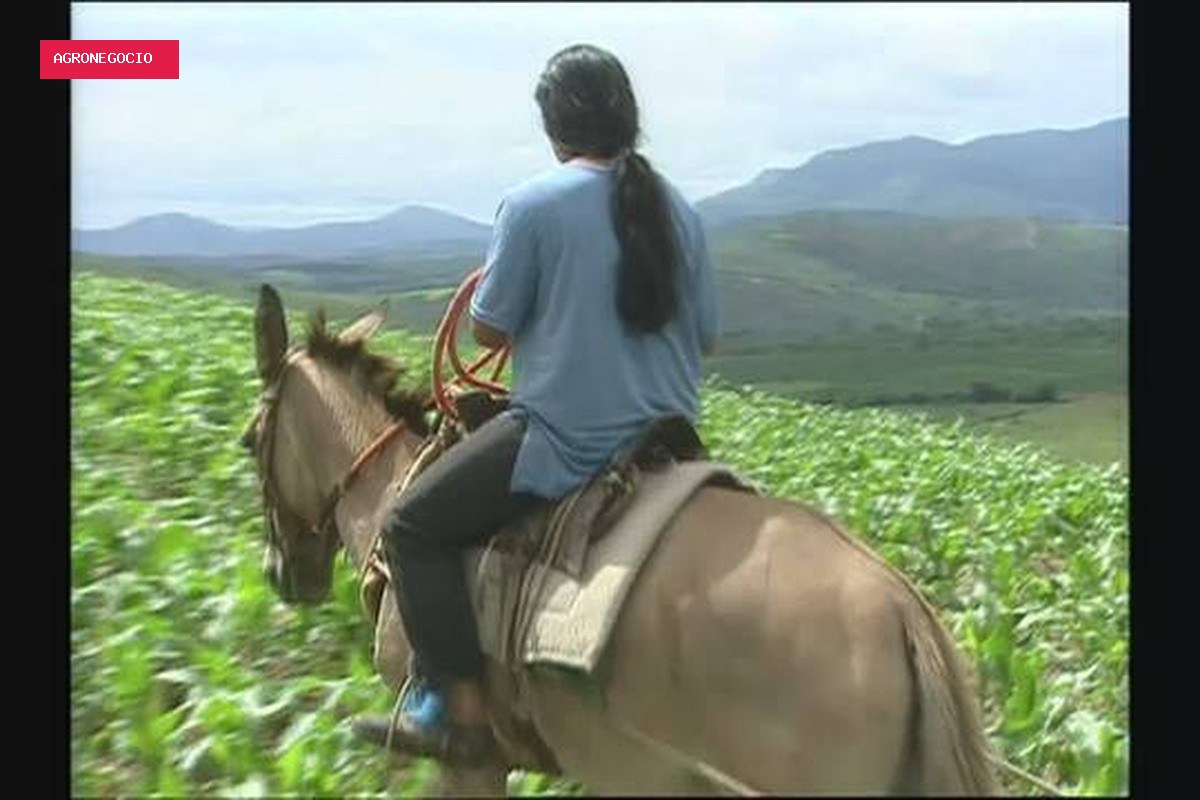 Baú do Globo Rural: relembre a história das filhas de seu Zé Izá, família da Serra da Canastra que marcou
